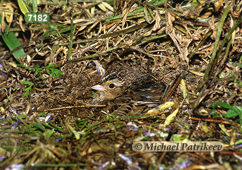 Grasshopper Sparrow (Ammodramus savannarum)